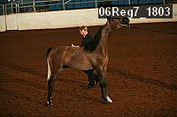 06reg7_1803 proof