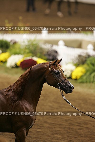 Proof USN06_06470