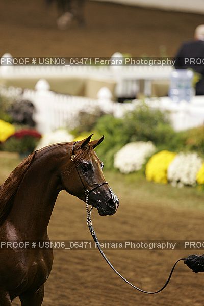 Proof USN06_06471