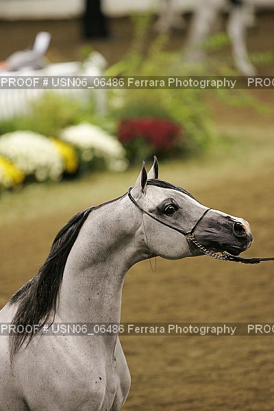Proof USN06_06486