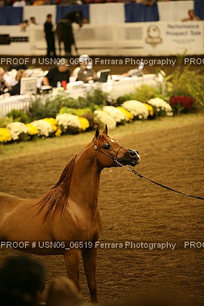 Proof USN06_06519