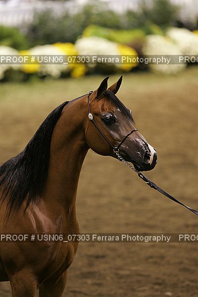 Proof USN06_07303