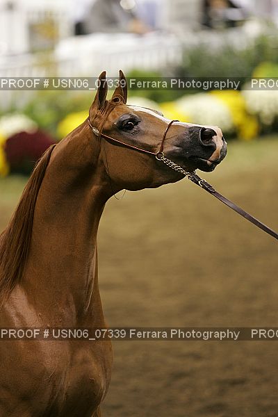 Proof USN06_07339