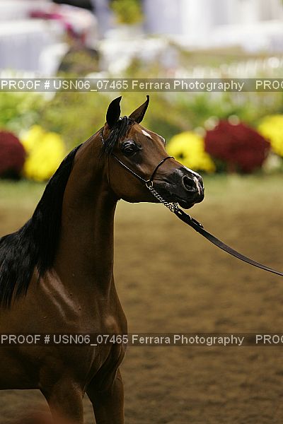 Proof USN06_07465