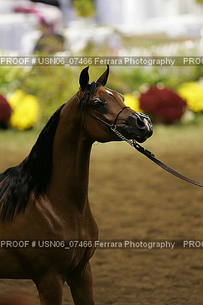 Proof USN06_07466