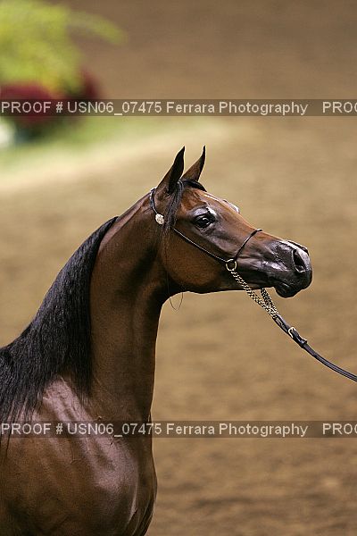 Proof USN06_07475
