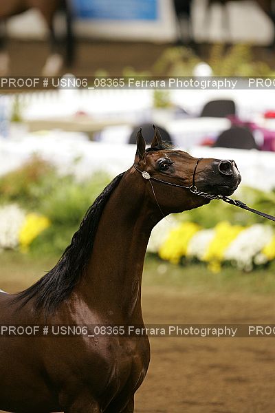 Proof USN06_08365