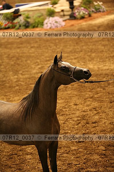 Proof 07r12_0037