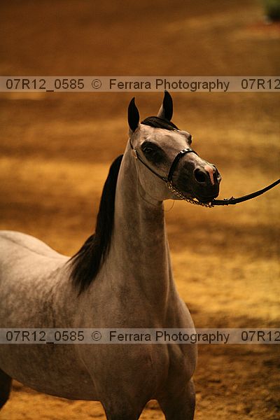 Proof 07r12_0585