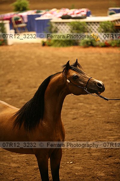 Proof 07r12_3232