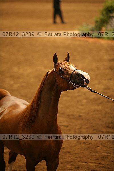 Proof 07r12_3239
