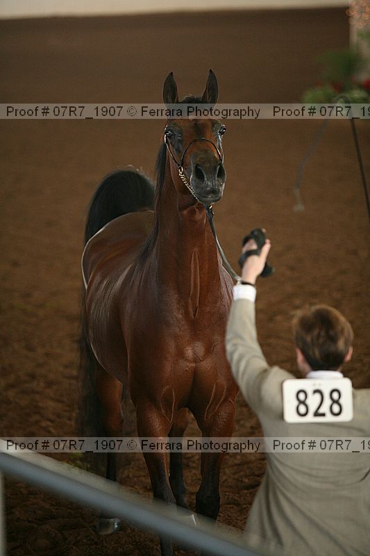 Proof 07r7_1907