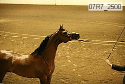 07r7_2500 proof