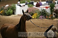 usn07_03920 proof