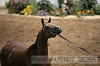 usn07_05355 proof