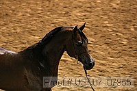 usn07_07955 proof