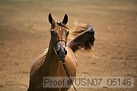usn07_05146 proof