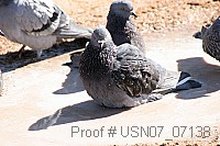 usn07_07138 proof