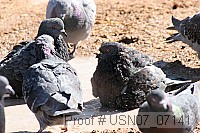 usn07_07141 proof