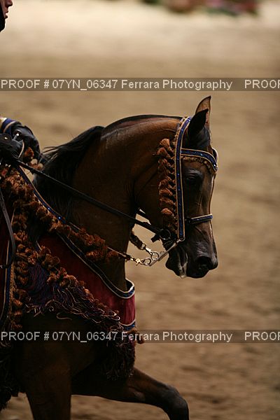 Proof 07YN_06347