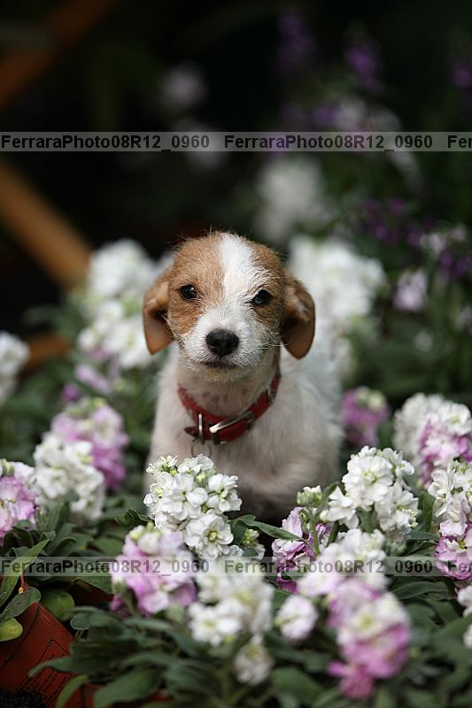 Proof 08r12_0960