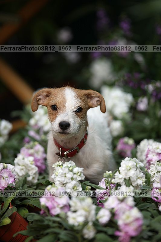 Proof 08r12_0962