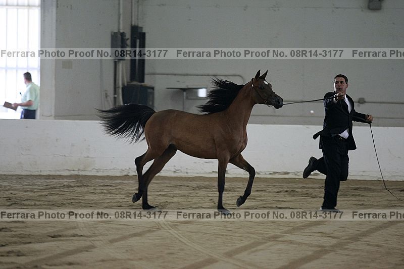 Proof 08r14-3177