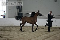 08r14-3177 proof