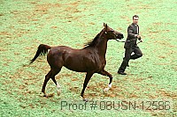 08usn-12586 proof
