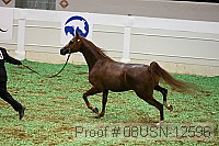 08usn-12596 proof