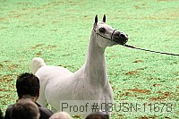 08usn-11678 proof