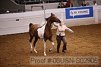 08usn-s02905 proof
