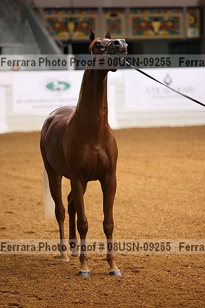Proof 08usn-09255