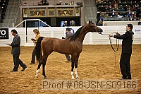 08usn-s09166 proof