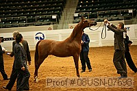 08usn-07698 proof