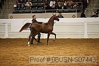 08usn-s07443 proof