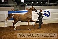 08usn-s07389 proof