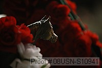 08usn-s10941 proof