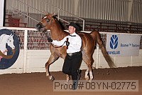 08yn-02775 proof