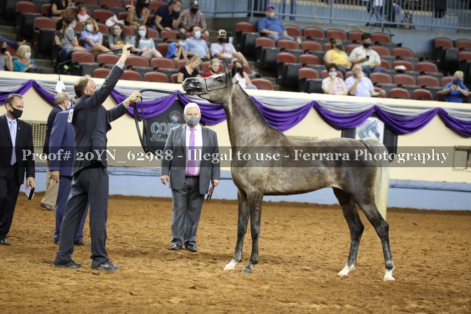 Proof 20YN_62988