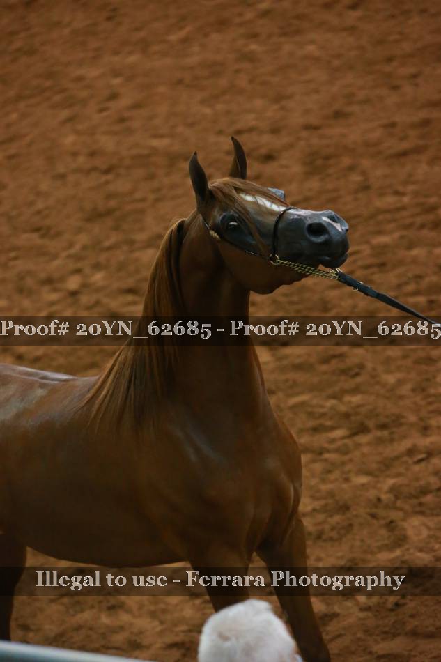 Proof 20YN_62685