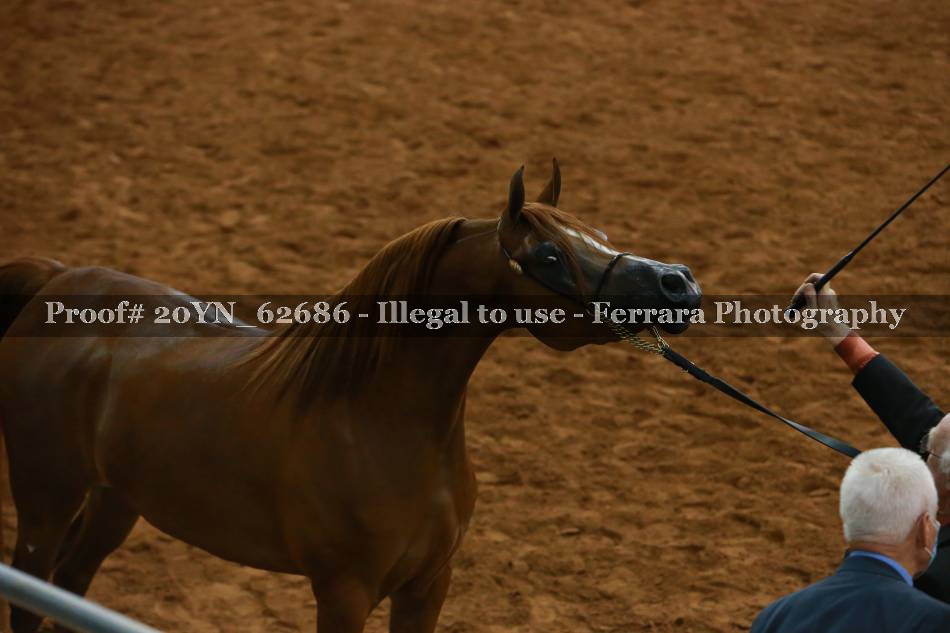 Proof 20YN_62686