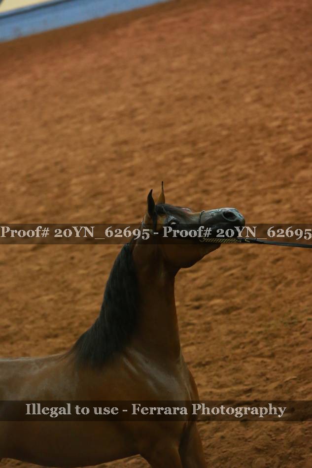 Proof 20YN_62695