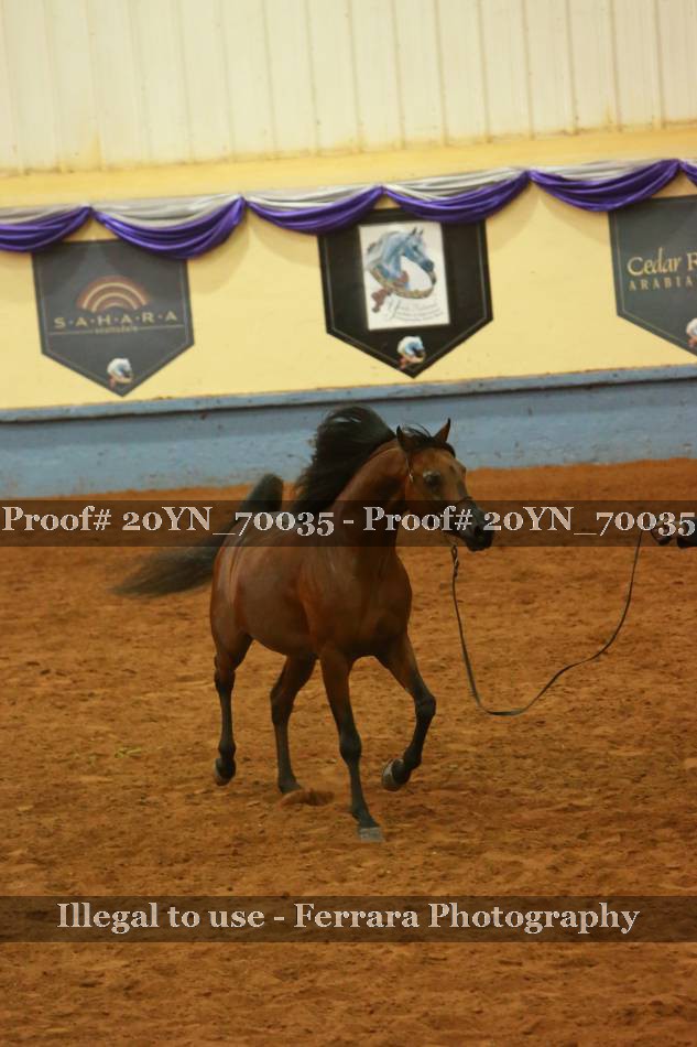 Proof 20YN_70035