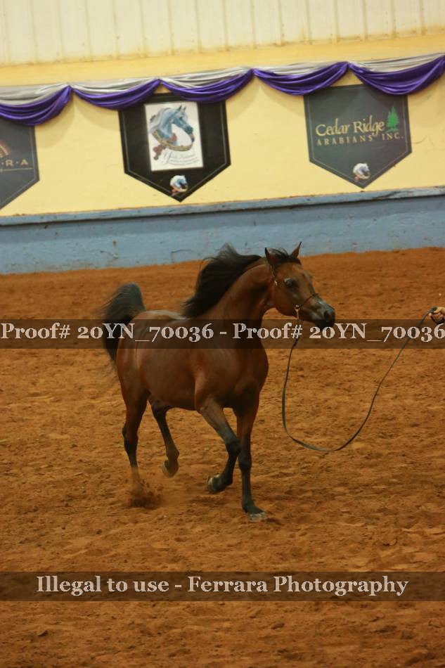 Proof 20YN_70036
