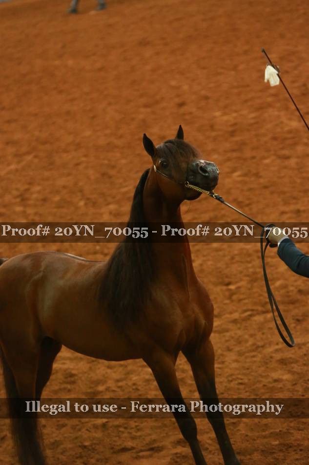 Proof 20YN_70055