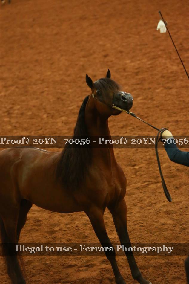 Proof 20YN_70056