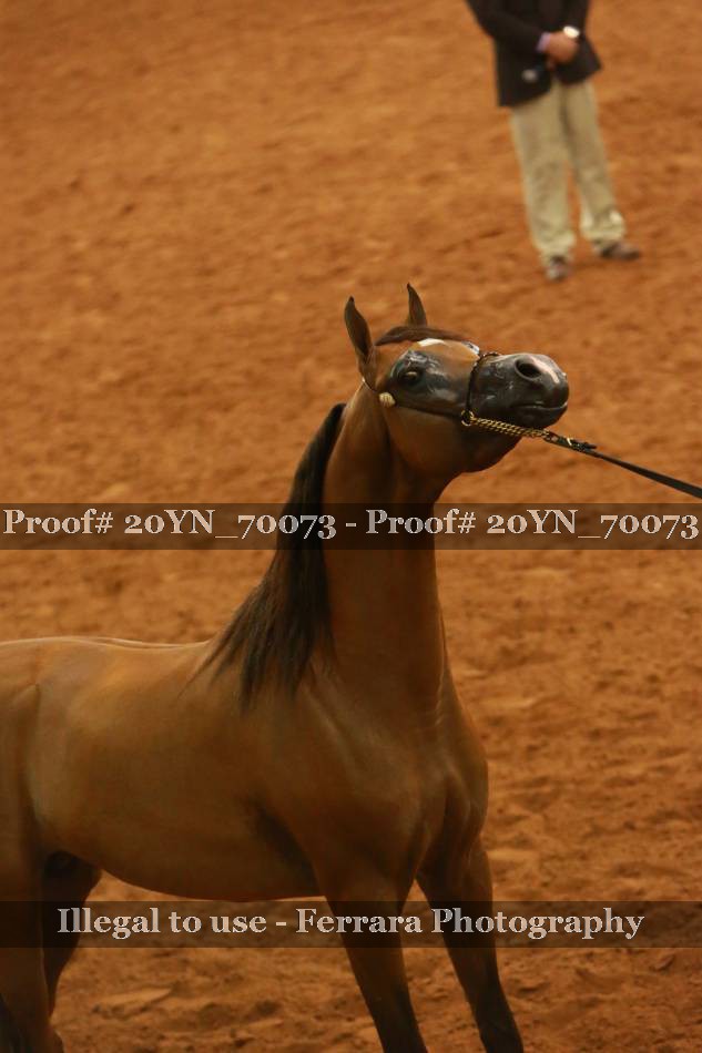 Proof 20YN_70073
