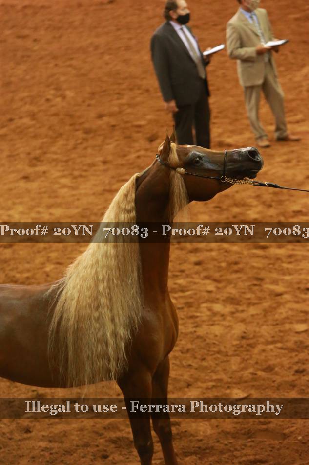 Proof 20YN_70083