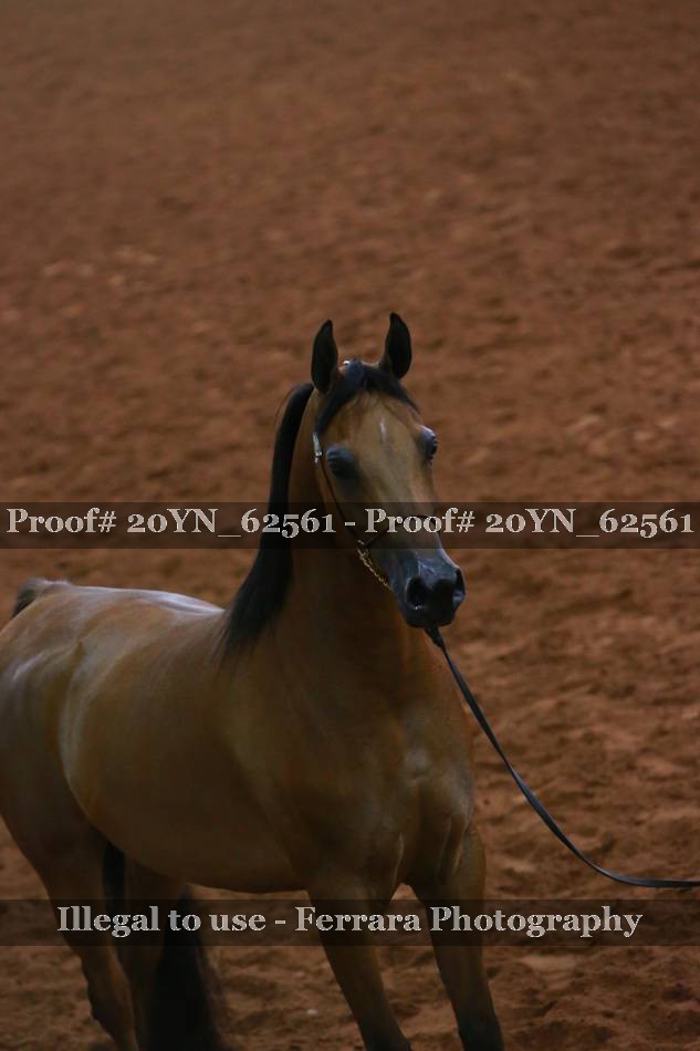 Proof 20YN_62561